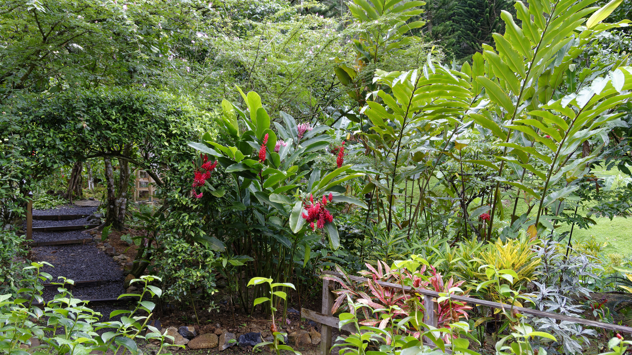 20190201-092750•Rain Forst Aerial Tram•Bisee•Castries•St Lucia